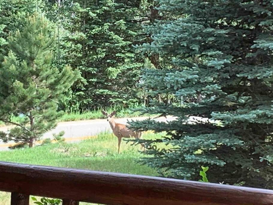 فيلا Classic Log Cabin Near Rocky Mountain National Park And Near Skiing ليونز المظهر الخارجي الصورة